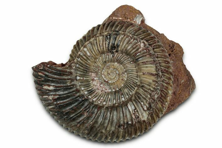 Jurassic Ammonite (Parkinsonia) Fossil - Sengenthal, Germany #334762